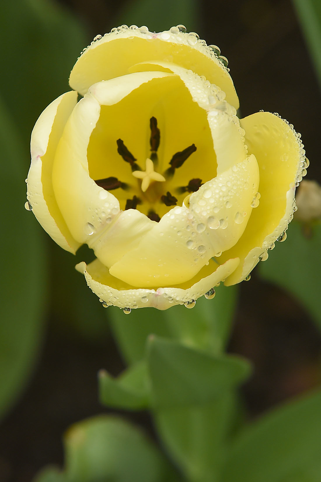 First Day of Spring